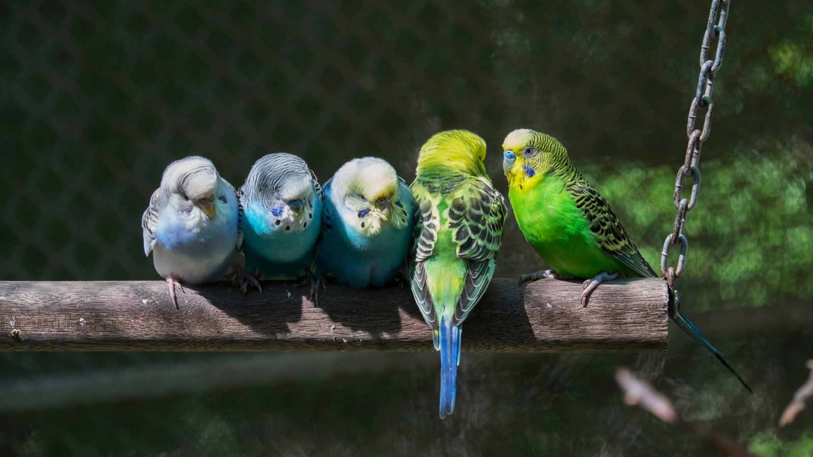 Cinco periquitos-australianos, brancos, azuis e verdes, lado a lado num poleiro de madeira